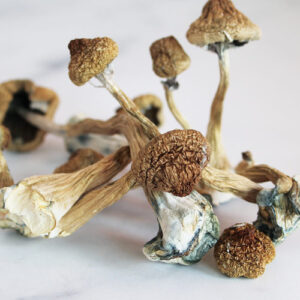 African Transkei Magic Mushrooms