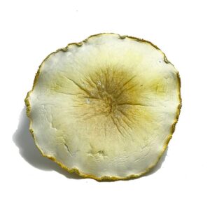 Albino Roller Coaster Magic Mushroom