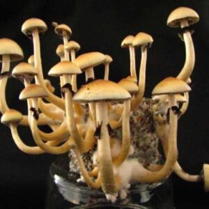Mazatapec magic mushroom