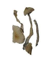 Transkei – Cubensis